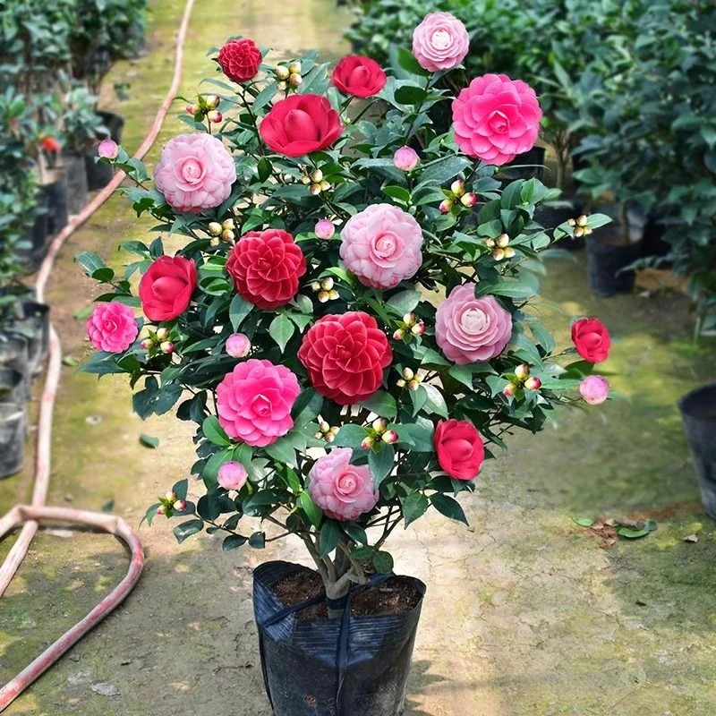 香妃茶花树苗盆栽带花苞五色赤丹植物玫瑰花山茶花苗四季开花室内