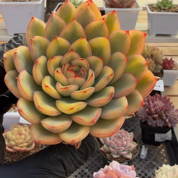 1117-70荷花黄锦单头