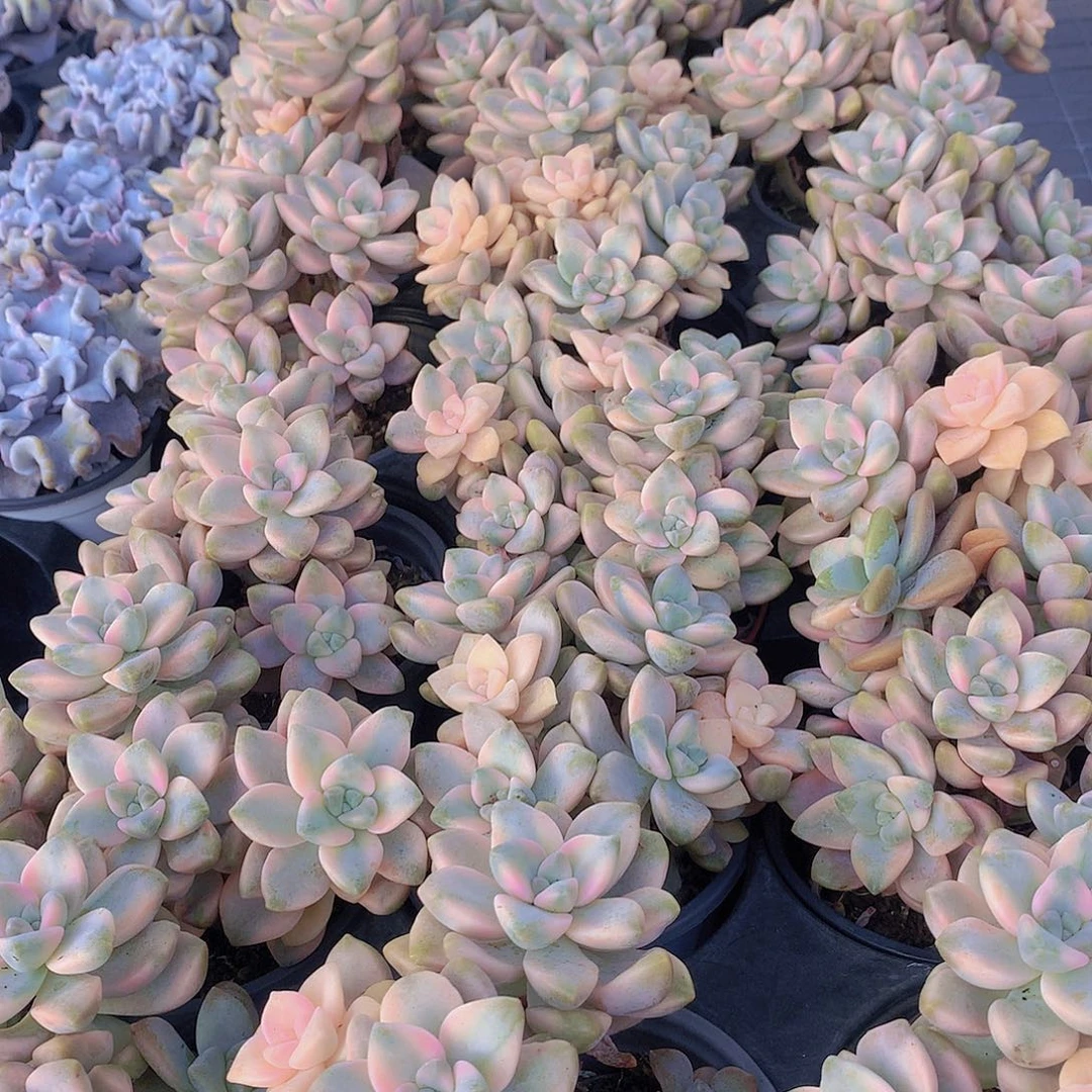 美信锦346778999900000