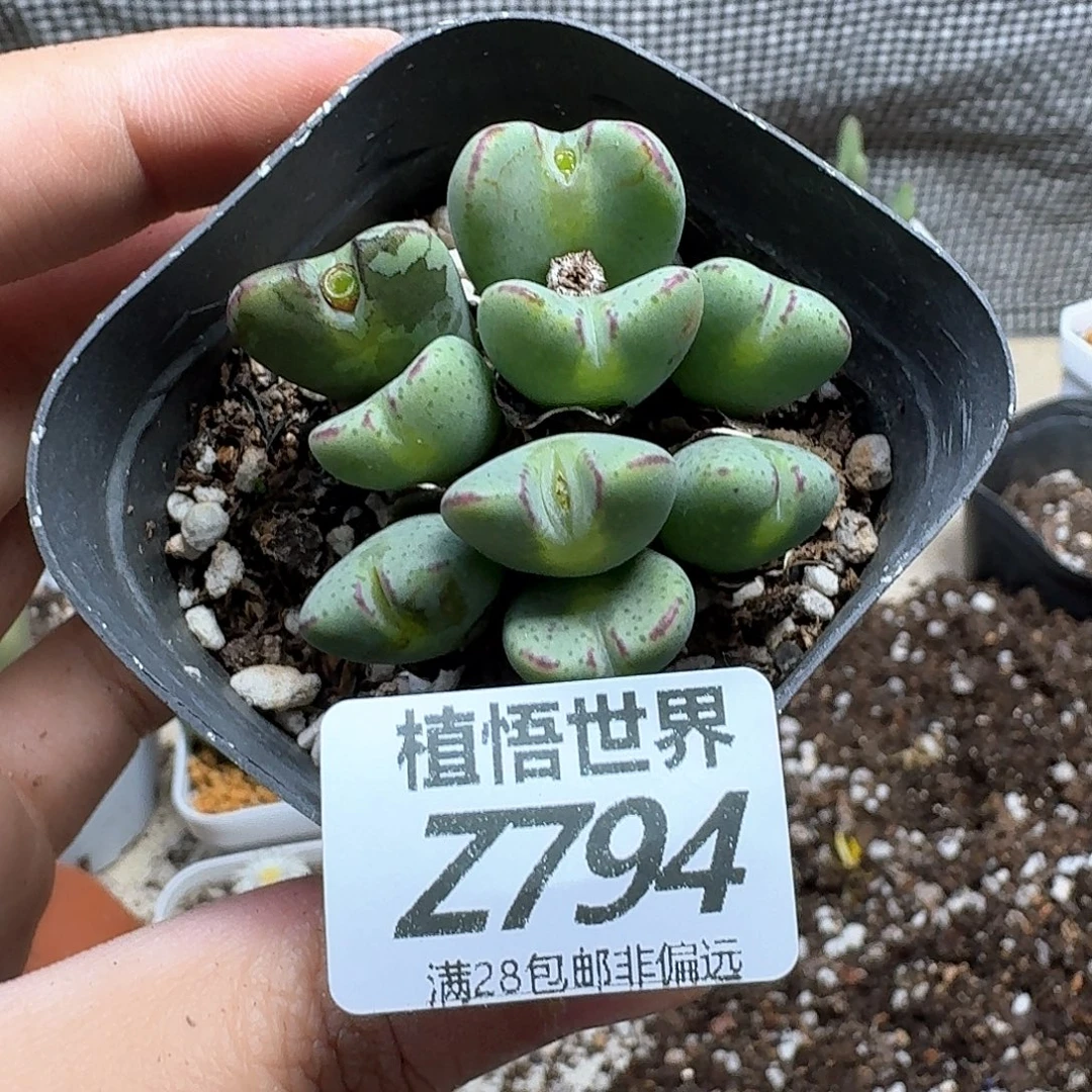 多肉植物的润泽fgnn