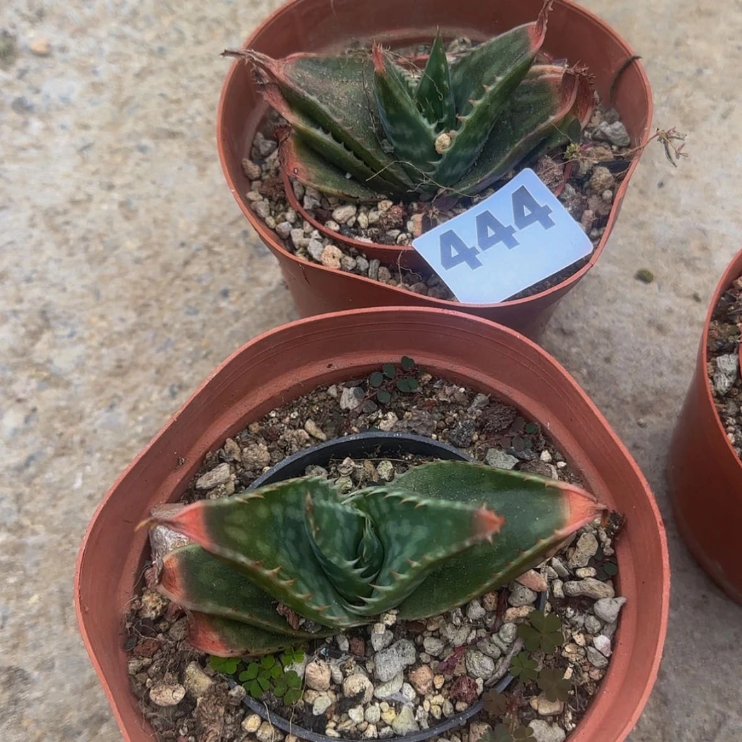 【闪购商品】块根植物