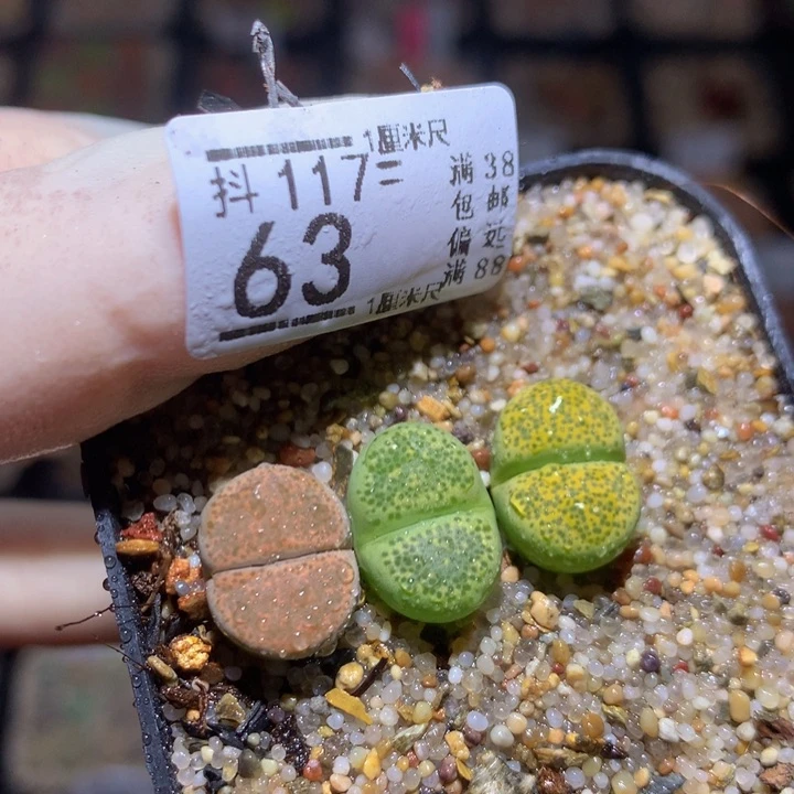 精品生石花117.63