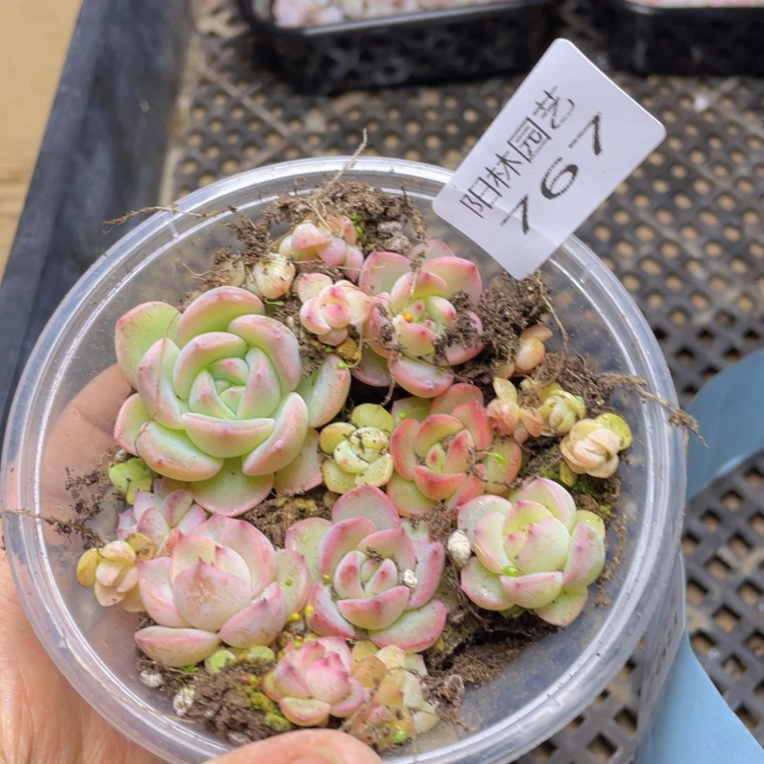 多肉植物多肉植物767