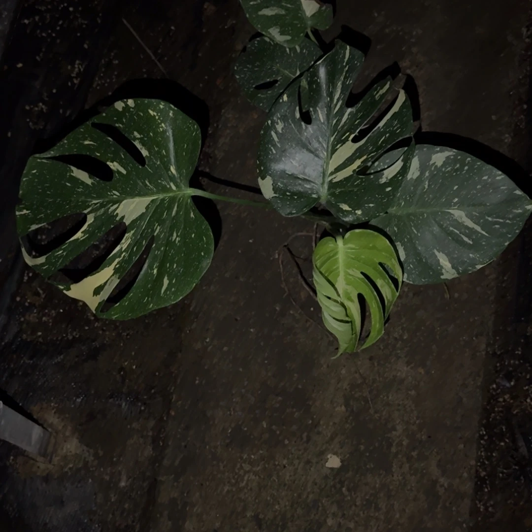 无花朵洒金龟背竹