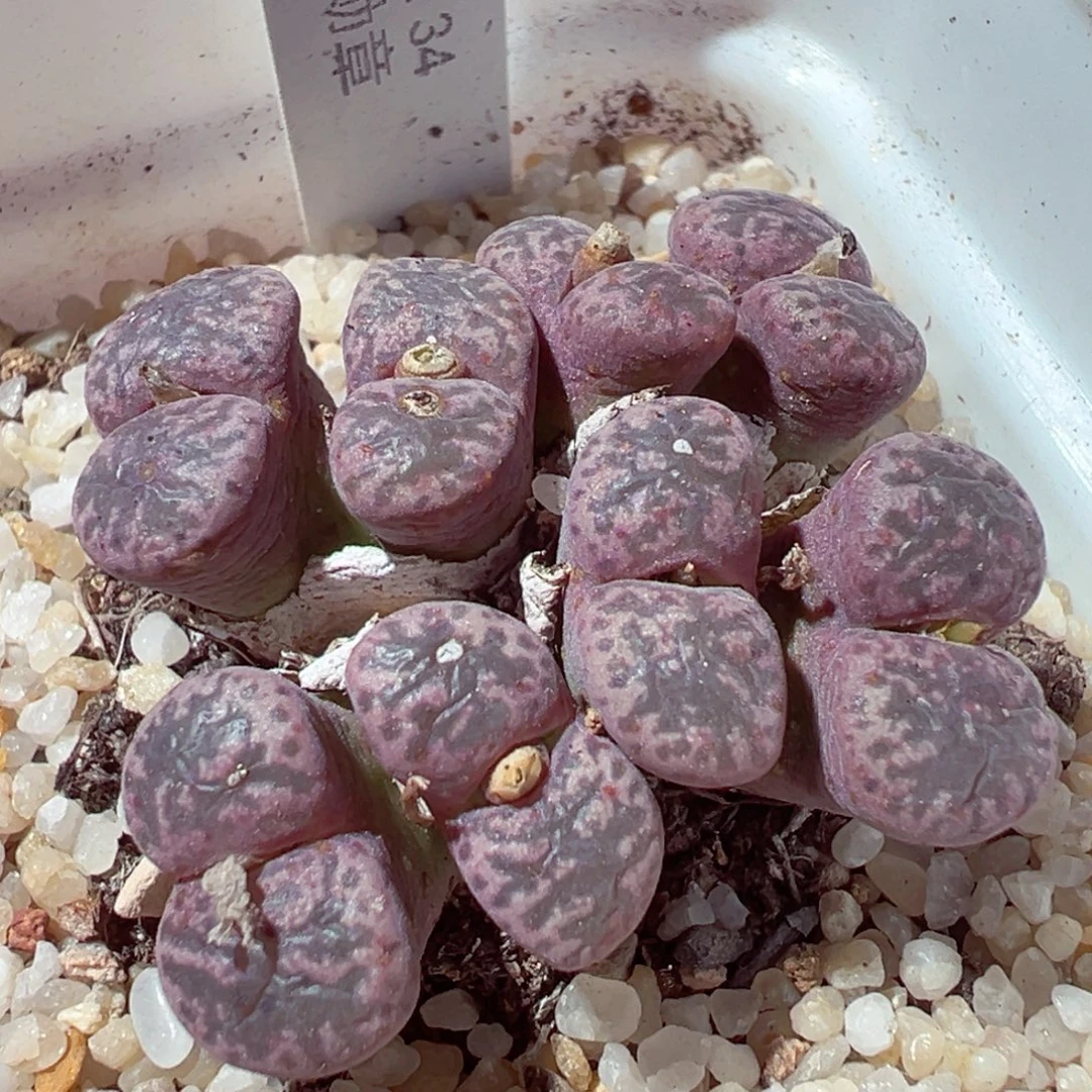 1221-230多肉多肉1866.34