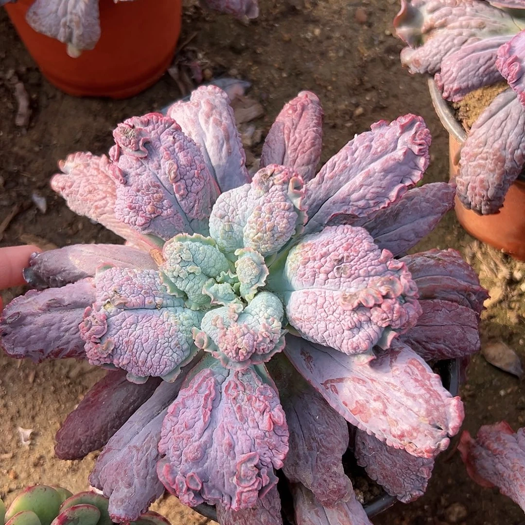 多肉植物狂野男爵