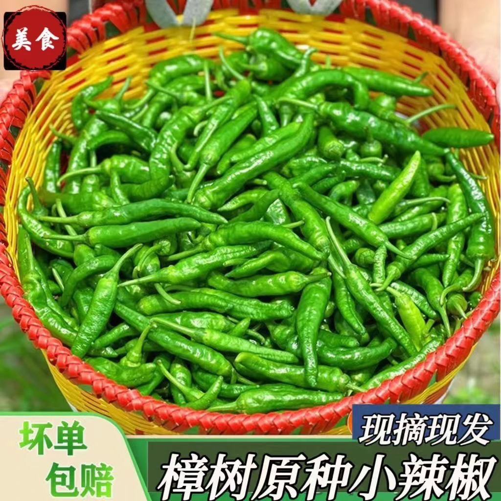 【顺丰包邮】樟树薄皮小辣椒湖南品种新鲜中辣青椒香辣虎皮小青椒