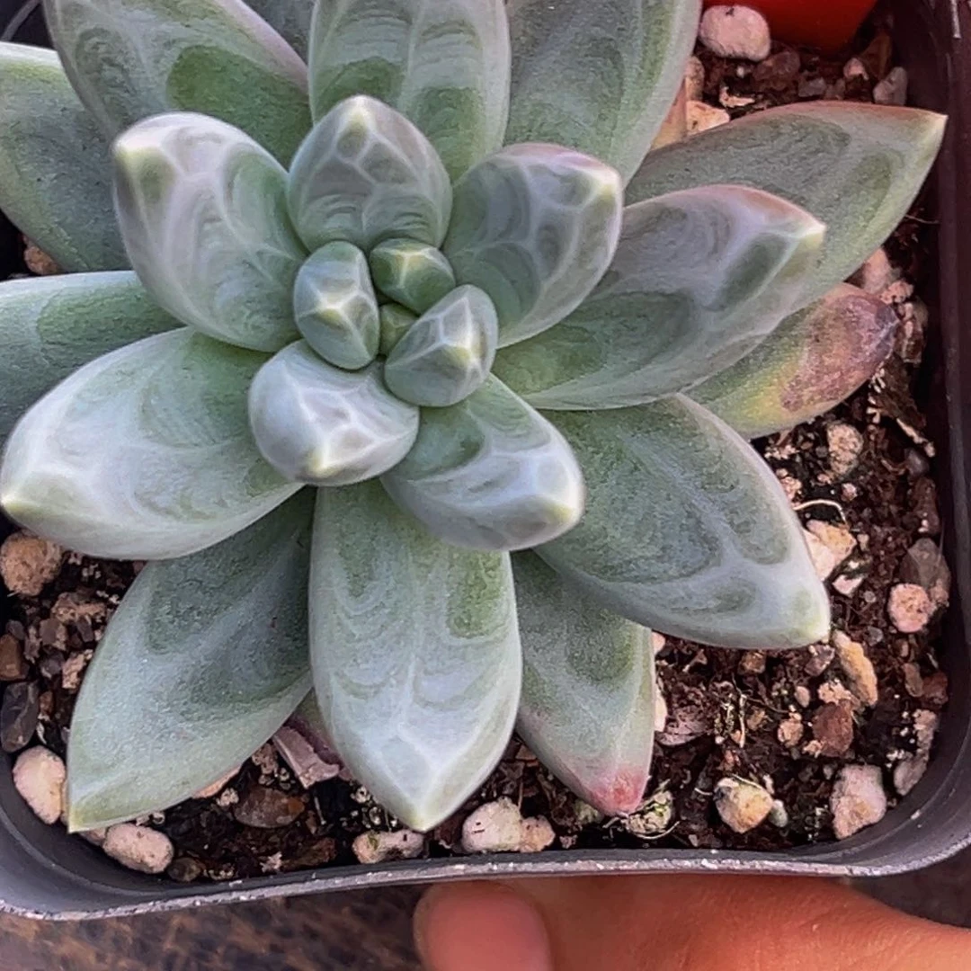 13560下午多肉植物群生