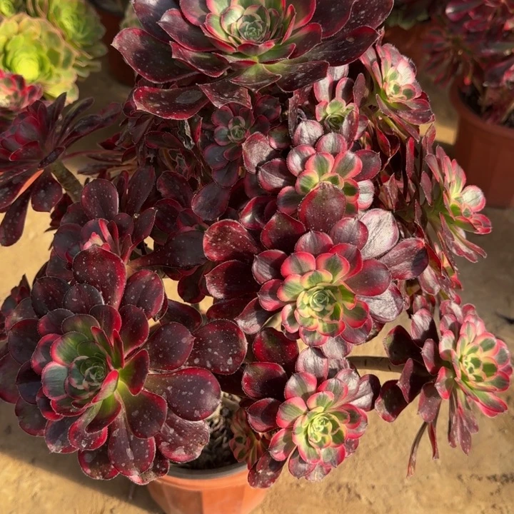 石*娃丽娜捧花福利244肉肉