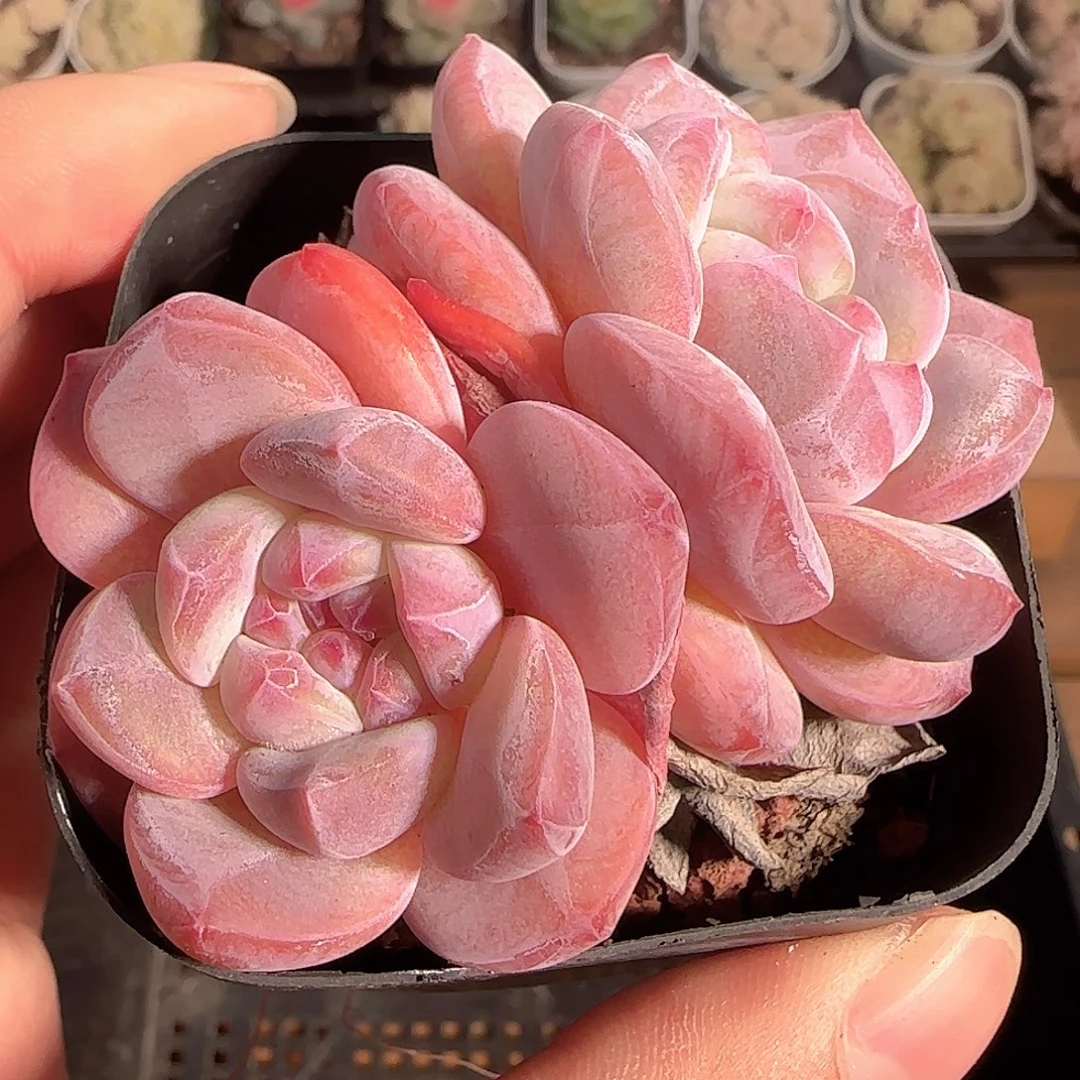 多肉1129-98石榴籽星影双头