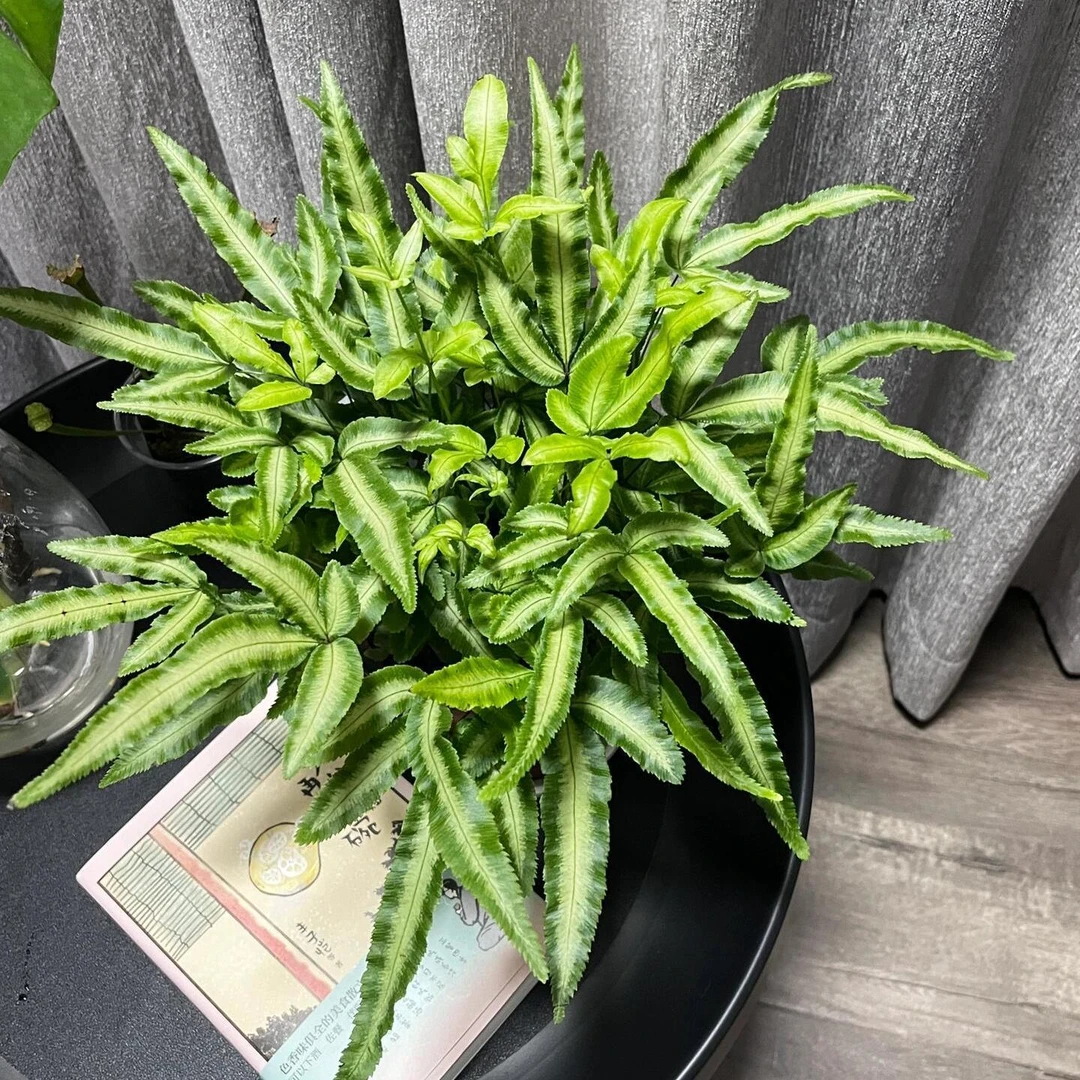 造景蕨类大全阿波银线蕨盆栽室内耐阴桌面吸甲醛植物客厅观叶