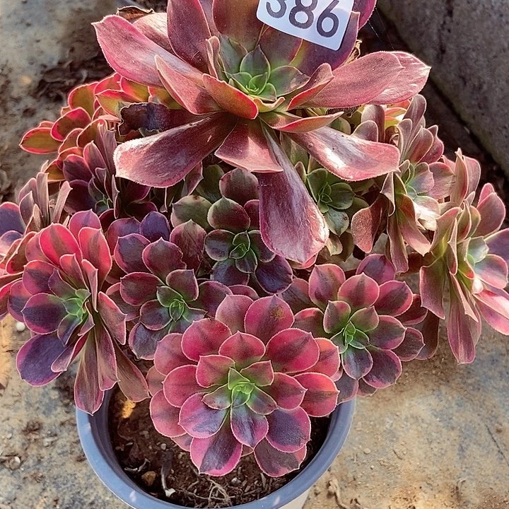 金丝雀妖桩386多肉不包断