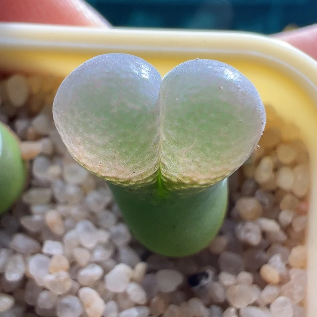 1249优选新品513风铃2.5年