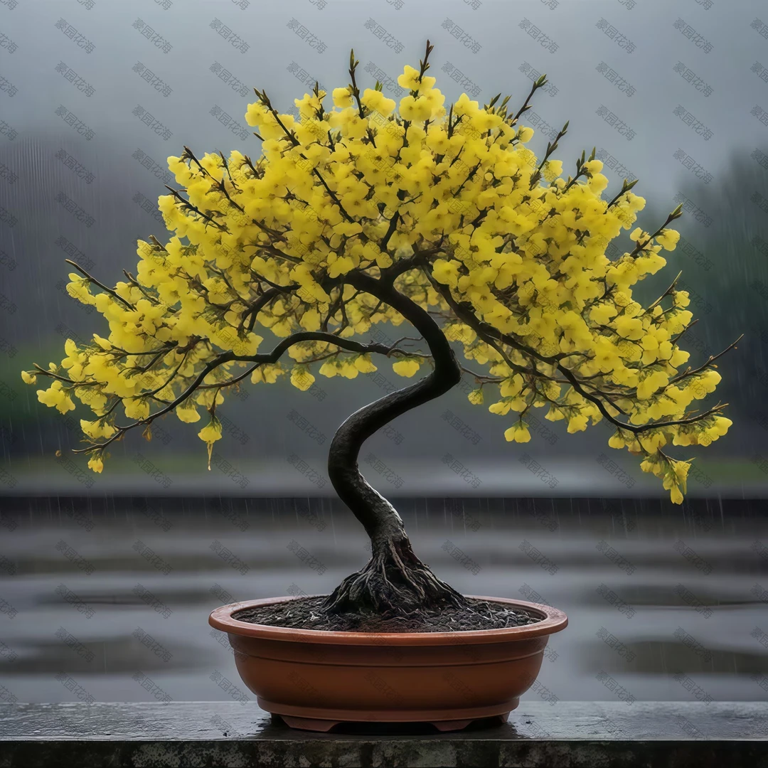 【带花苞】室外四季腊梅树苗地栽耐寒30天开花梅花开花卉绿植浓香