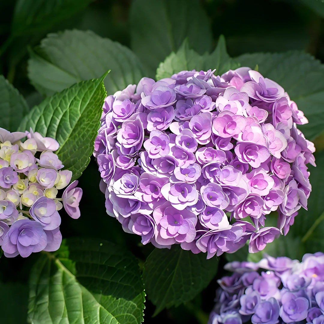 溪木花卉【妖精之吻】大花绣球适合庭院阳台盆栽苗新手好养护