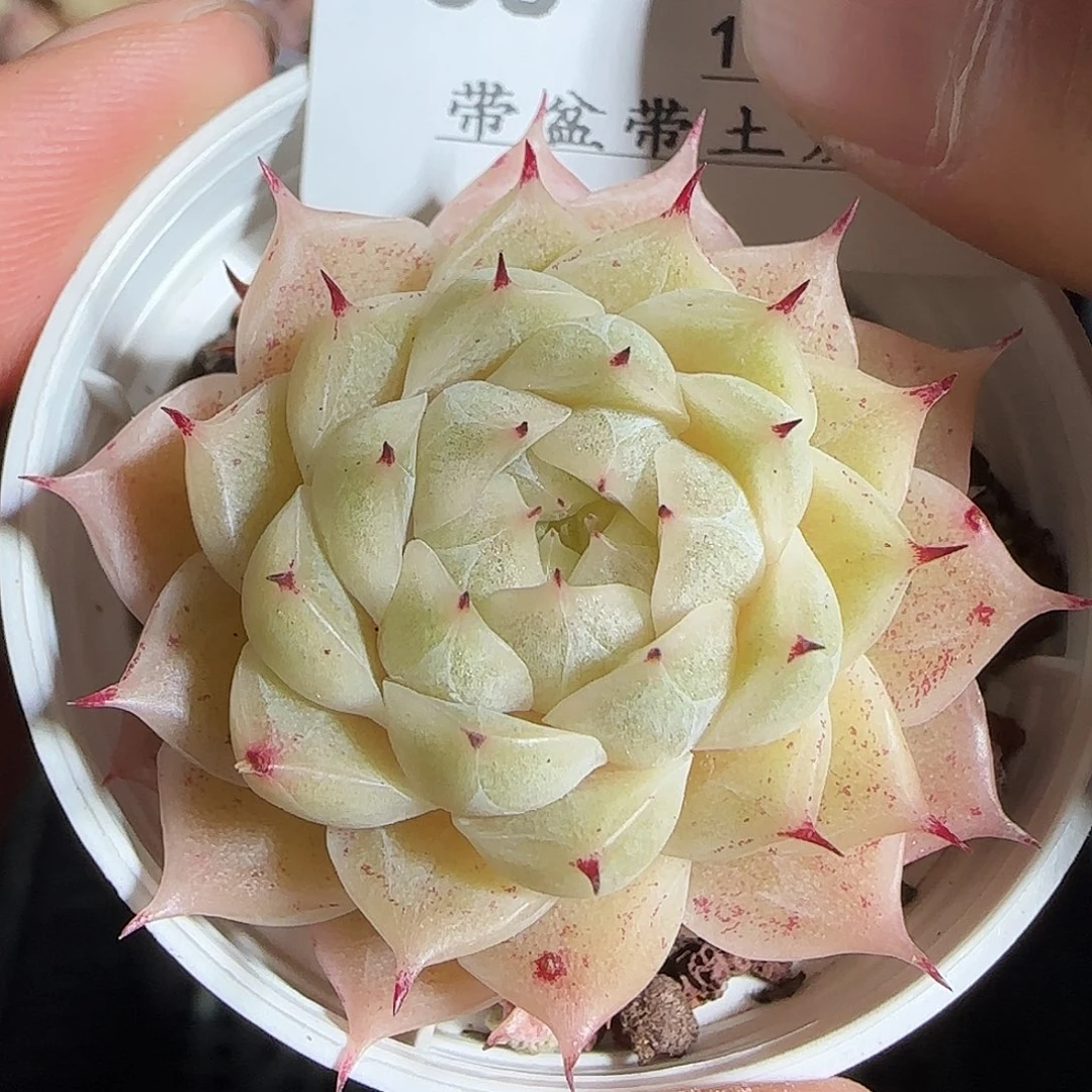 多肉1218-58小魔仙