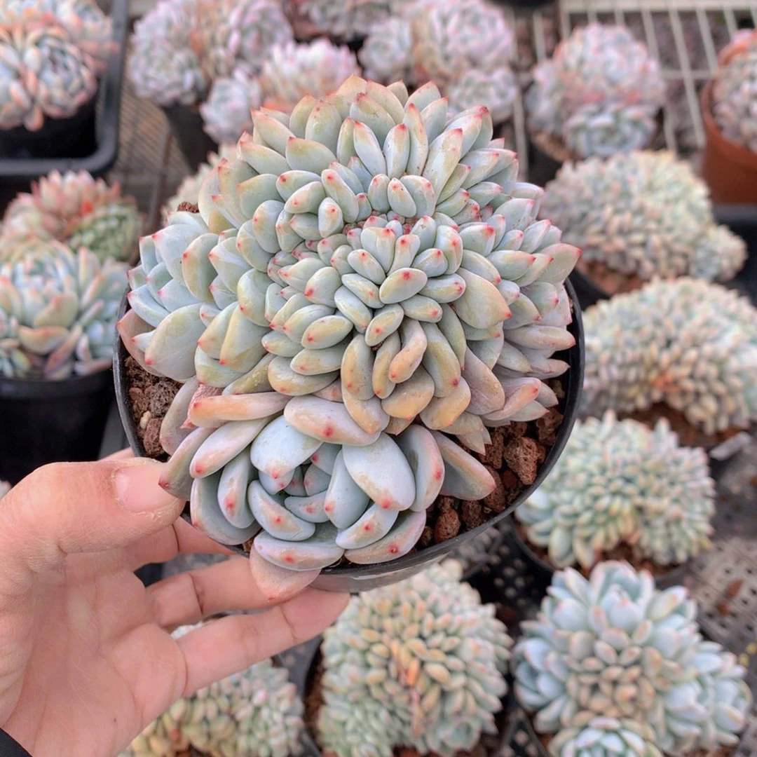 不****露367缀抖音网剧版车型