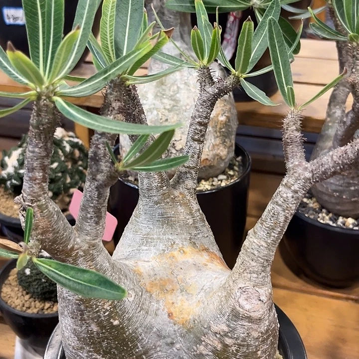 汤圆植物象牙宫帅