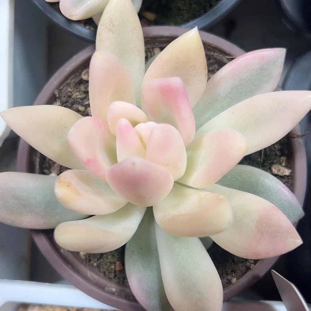 满38包邮奥普锦多肉