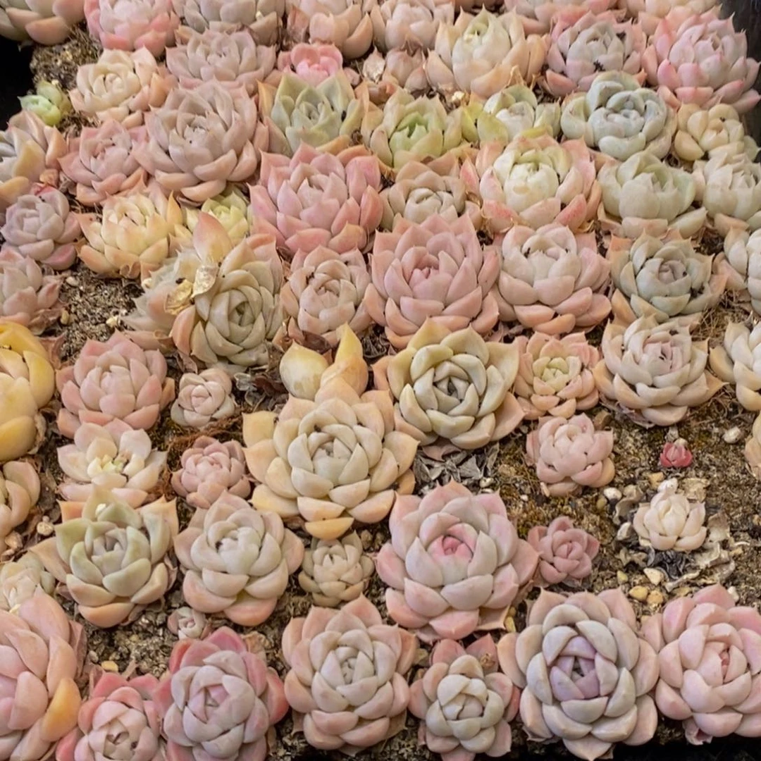 805的人生态度就是这样吧