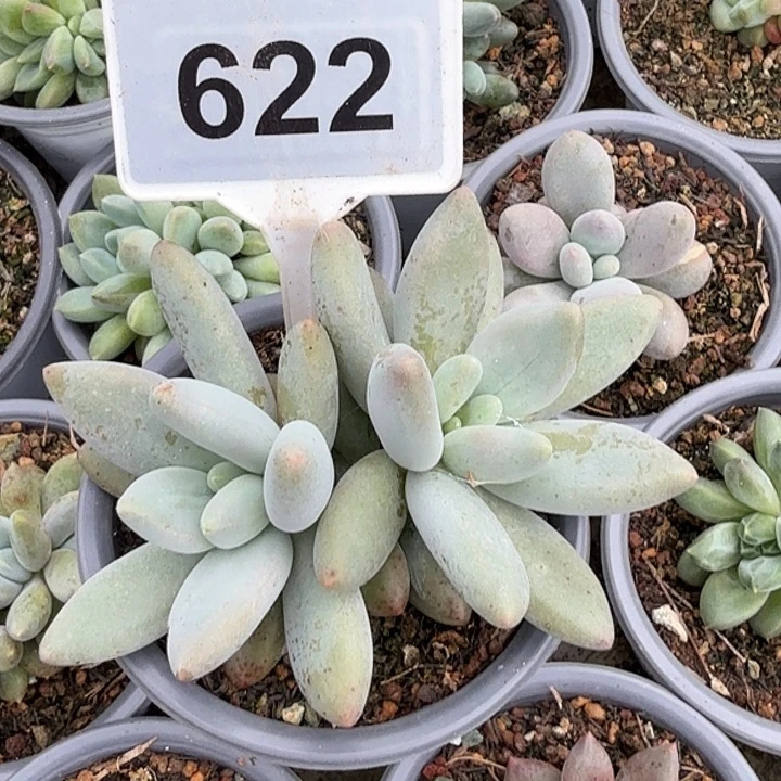 白兰地一物一拍622