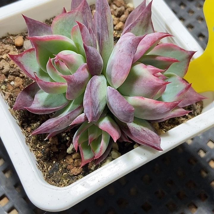 多肉植物惊鸿裙730