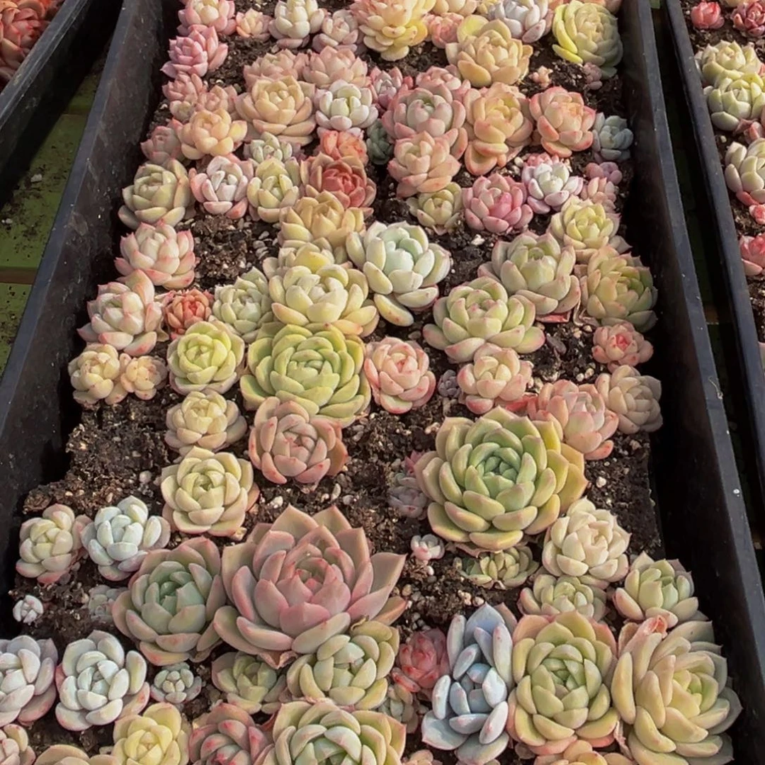 168多肉葡萄领导干部