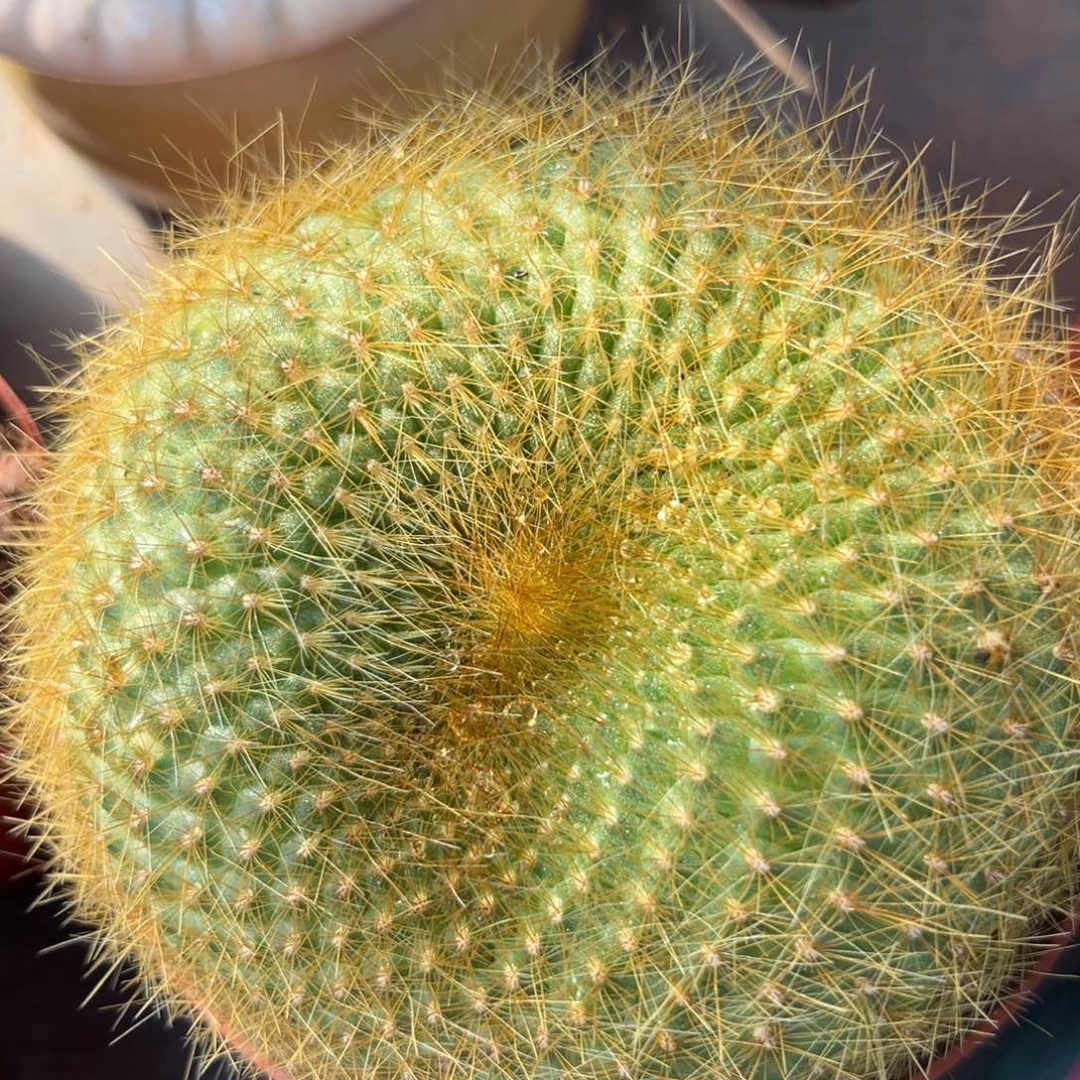 金雪光随机一颗。