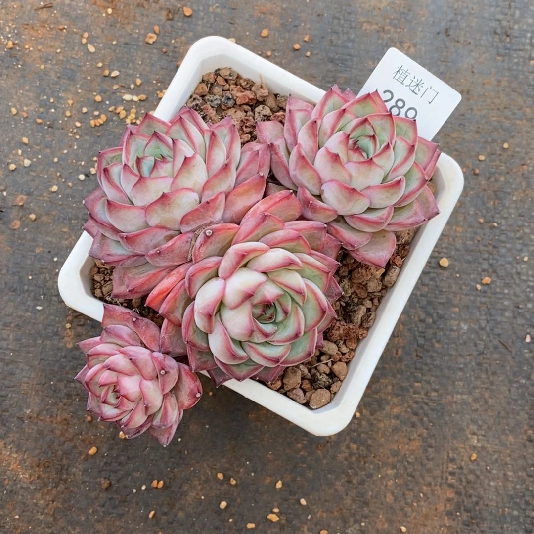 S*H杂交精品多肉289