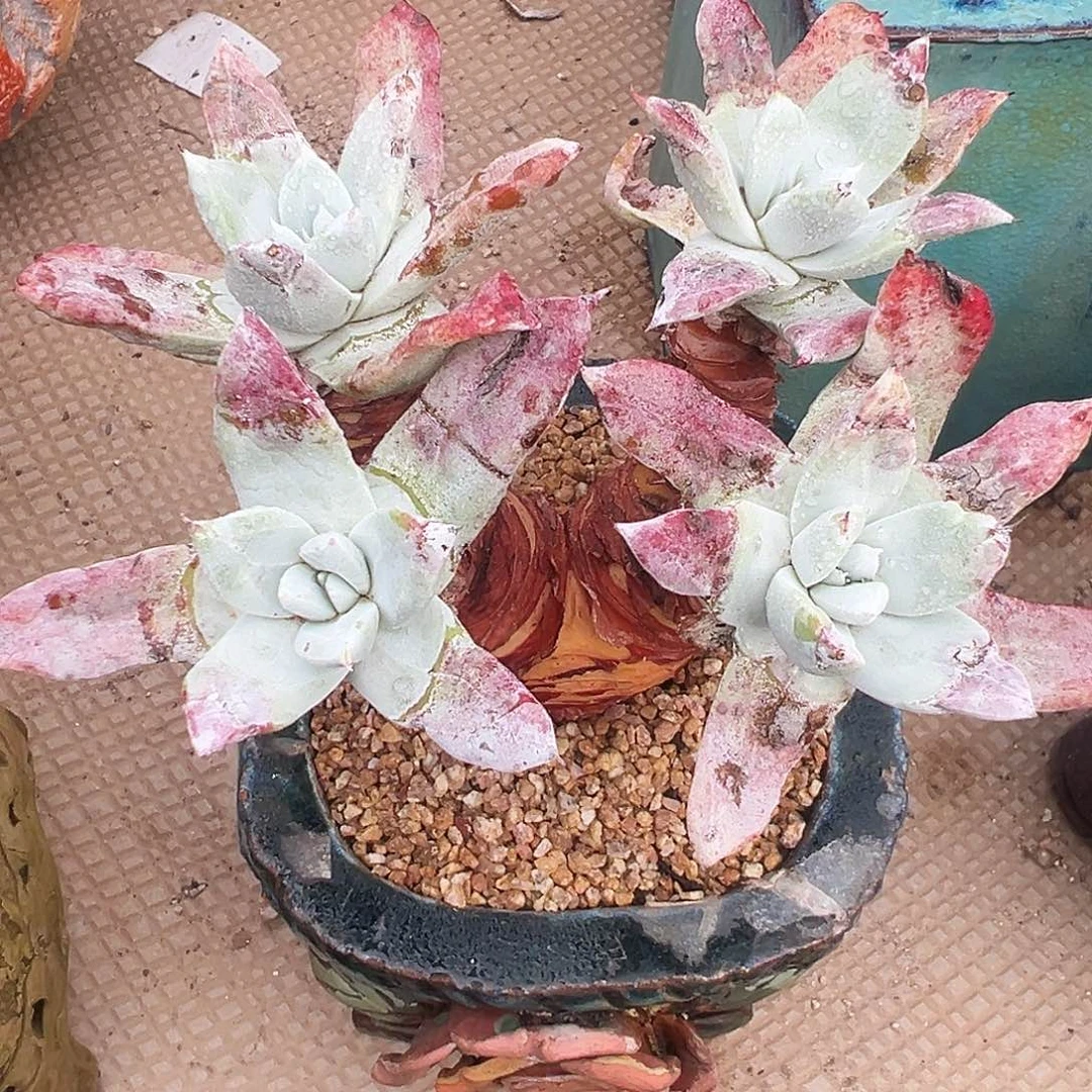 6025帕翠莎仙女杯多肉