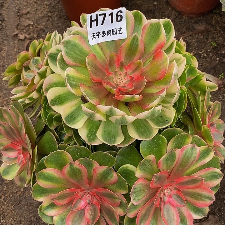 多肉植物荔枝716多肉