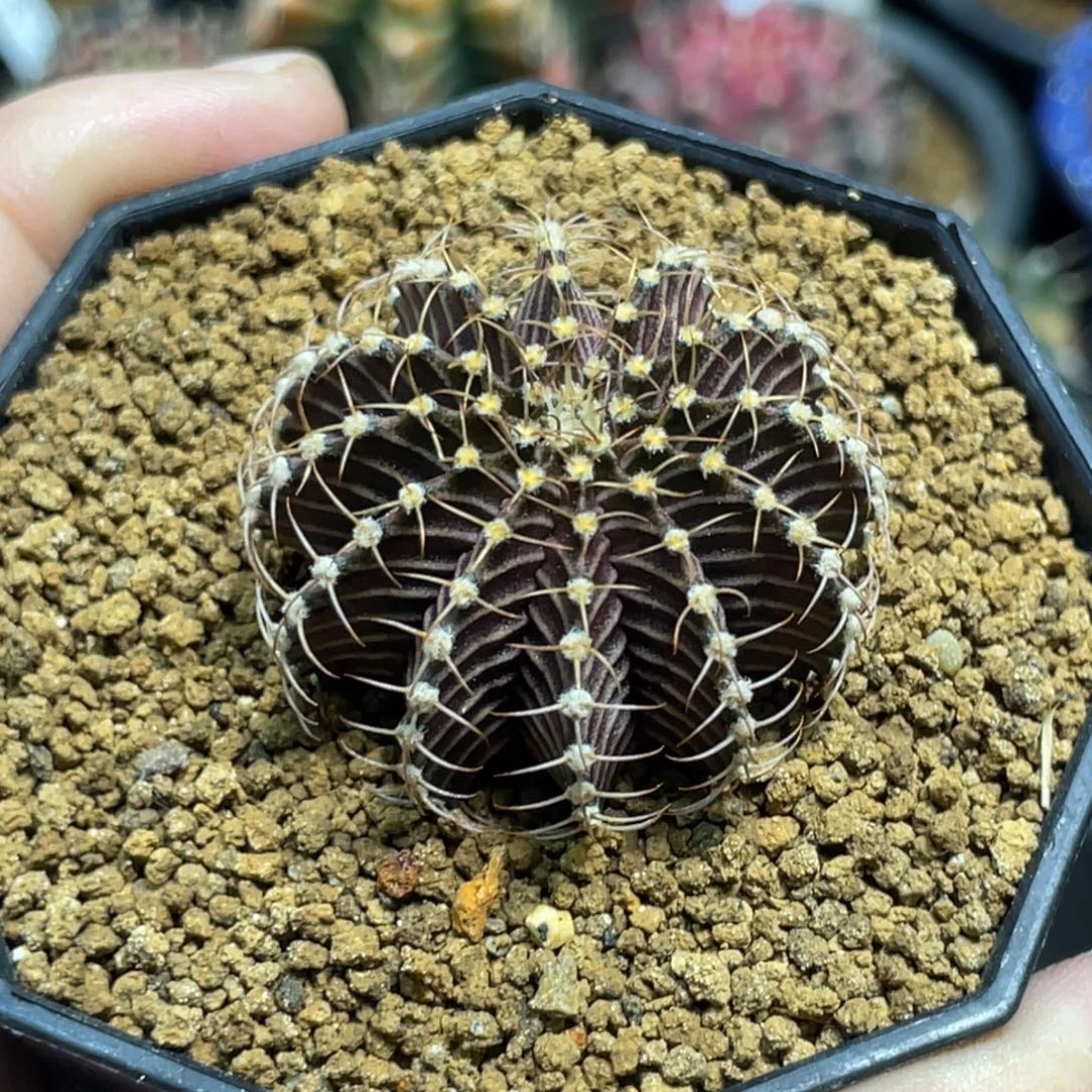 当前无花朵，栽培后可花朵9R001