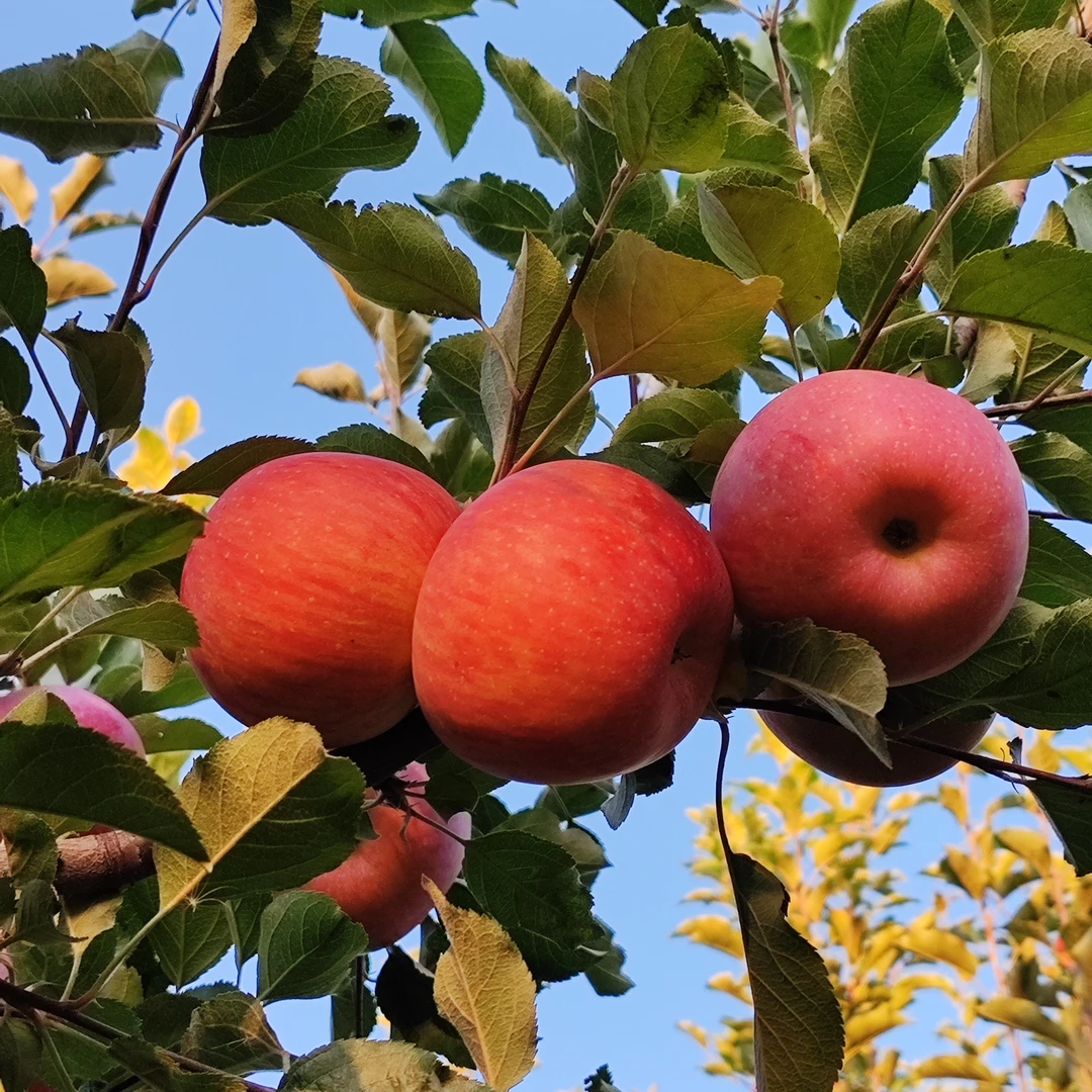 平川大地红苹果，生长于黄土高原的优质苹果，水分充足，酥富士苹果