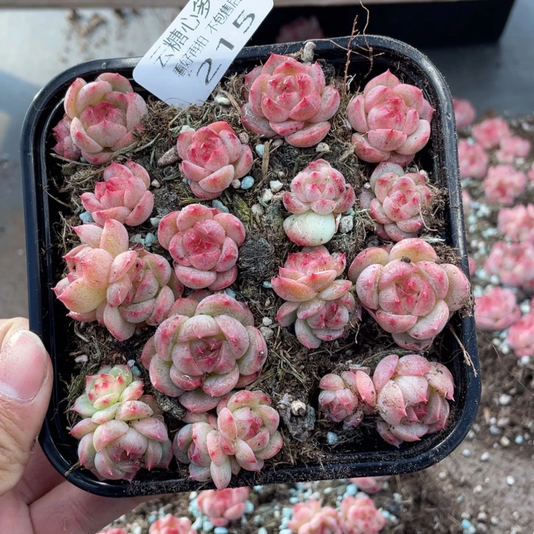 云糖心多肉植物215