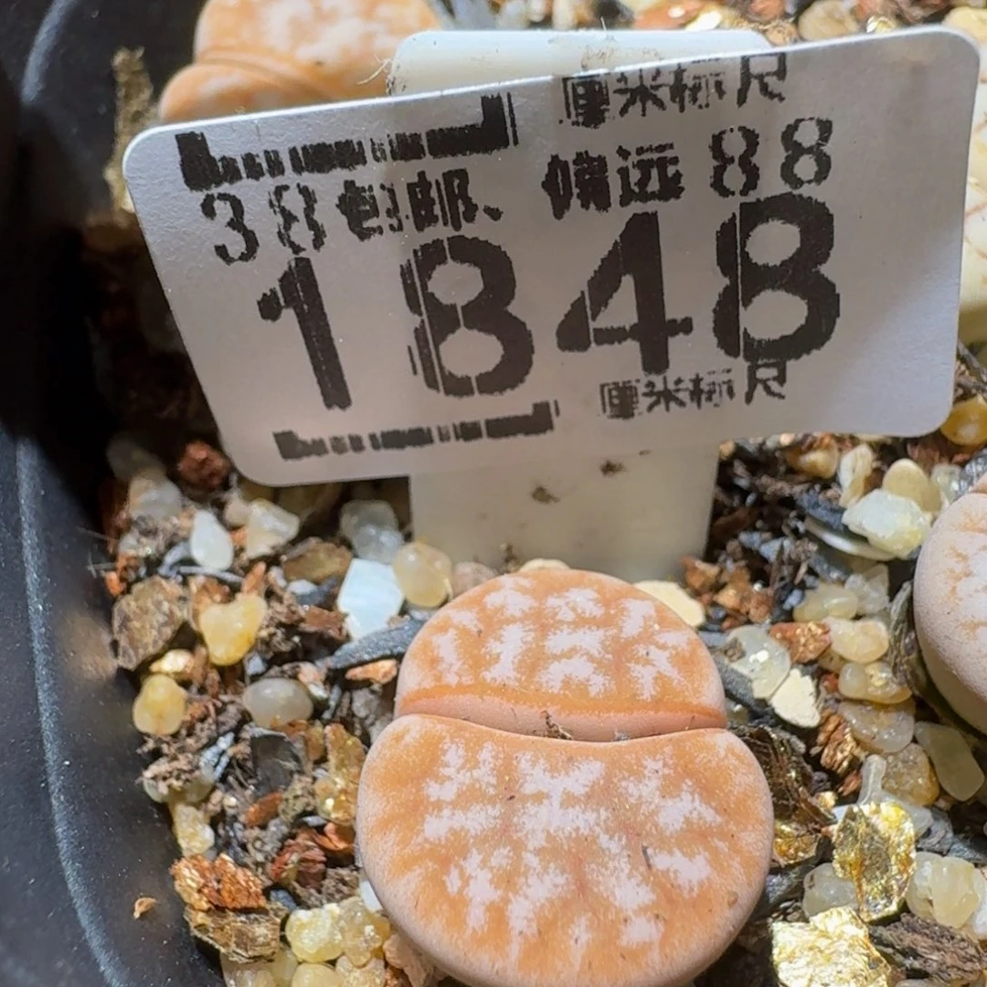 Ssssss精品生石花1848拿铁