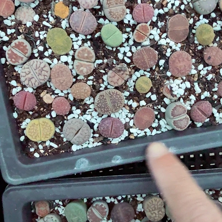 哈哈笑不出话就笑道没788