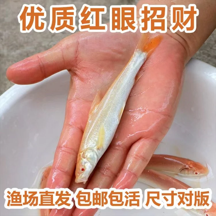 四川 红眼鳕鱼 白子招财龙 观赏鱼食用均可