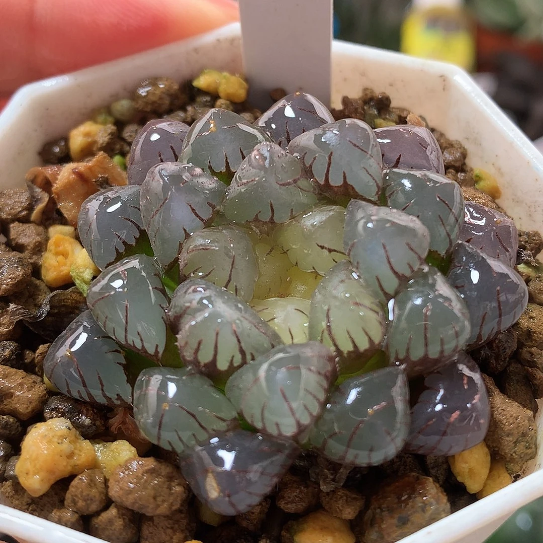 8号变异潘灯玉露锦