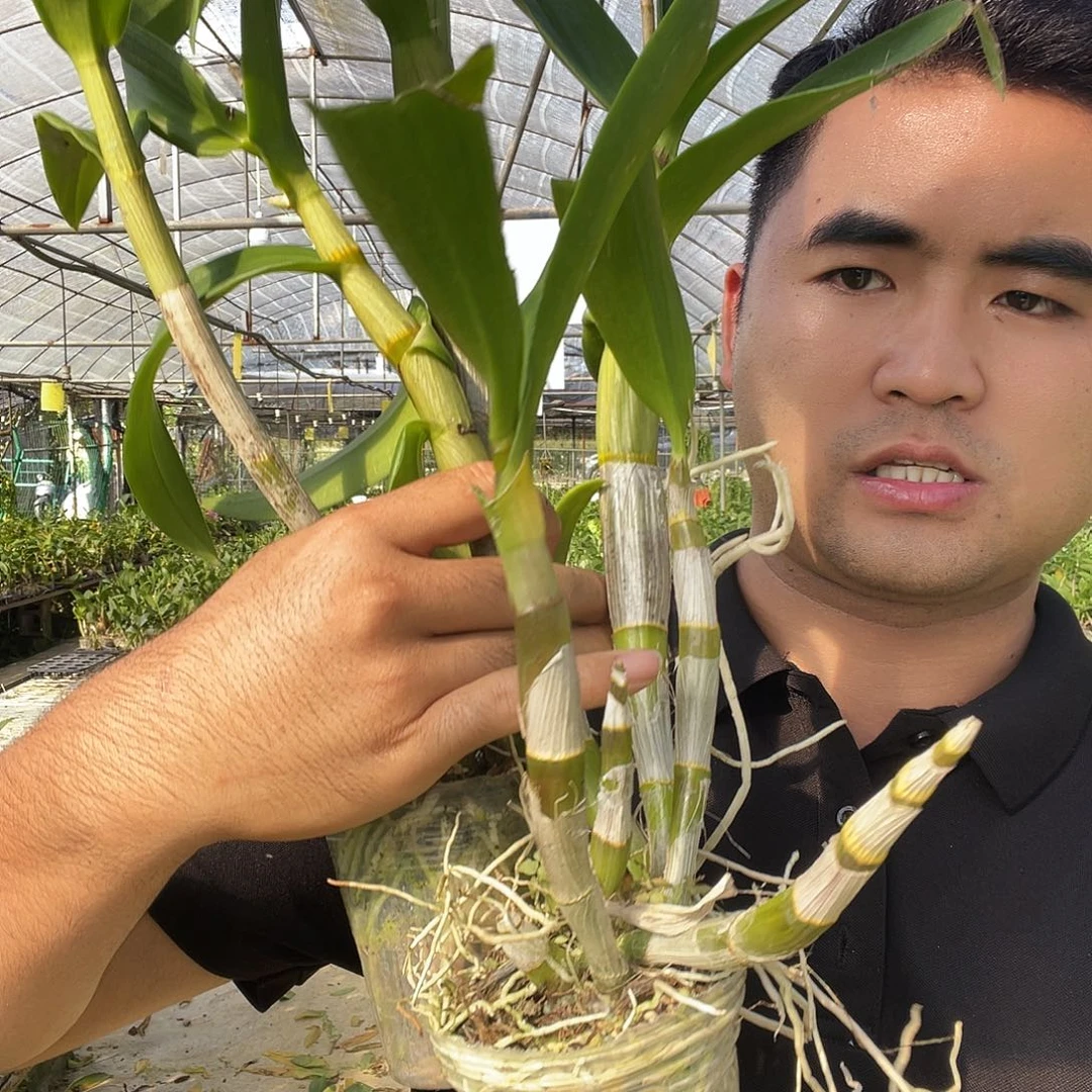 当前无花朵，栽培后可花朵紫眸➕蜜