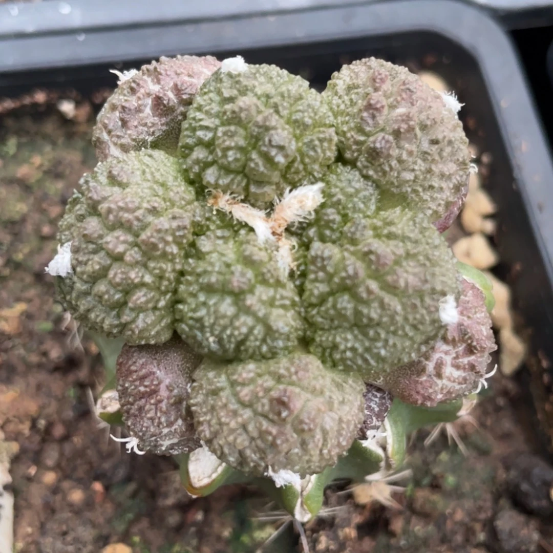 全部花朵丸犹紫姬哥斯拉牡丹209