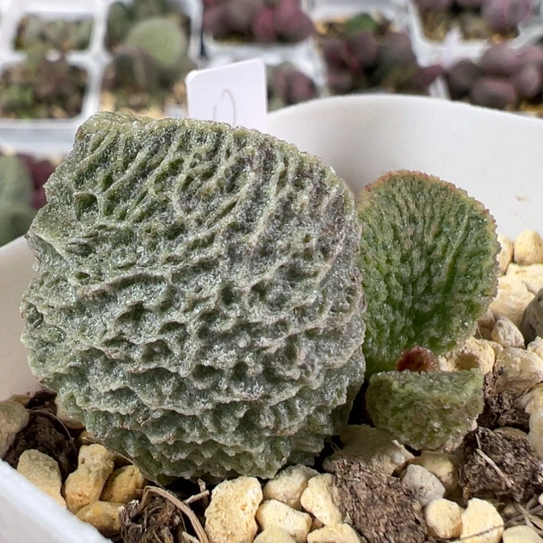 w纹路款实生新品多肉植物