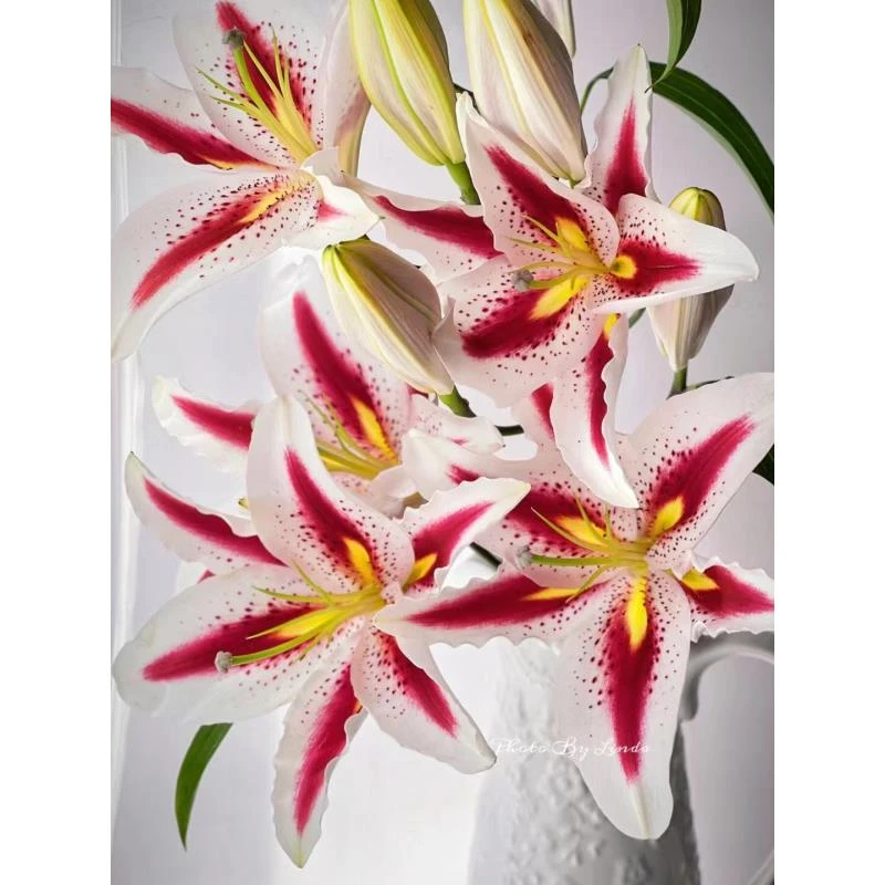 四季可种1颗《笑脸》16/18香水百合球 【五颗带一包肥料；十颗两包】