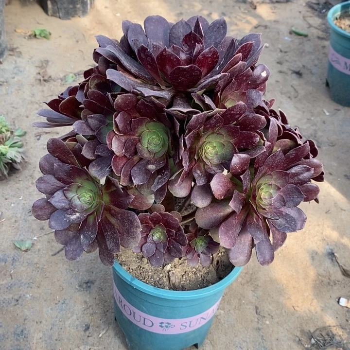 赤焰莲65多肉植物法师法师法师