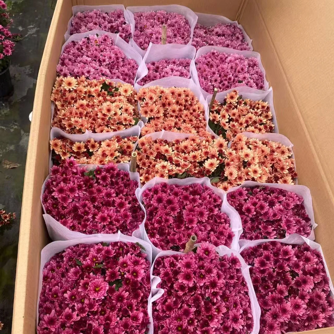 【一物一拍】进口荷兰菊耐干旱耐寒耐热130双色