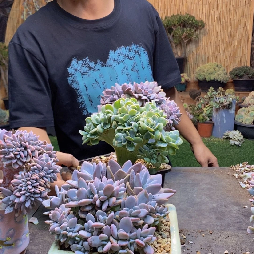 心***、26号可爱玫瑰