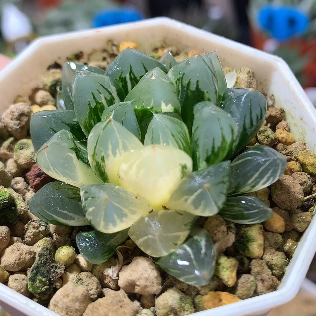 19号北极之光玉露锦