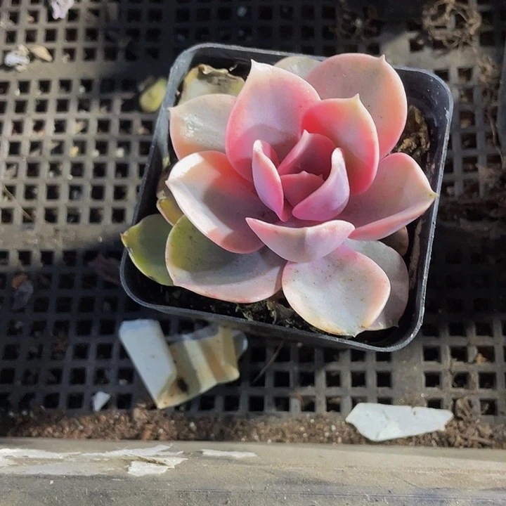 7方大彩虹带盆土