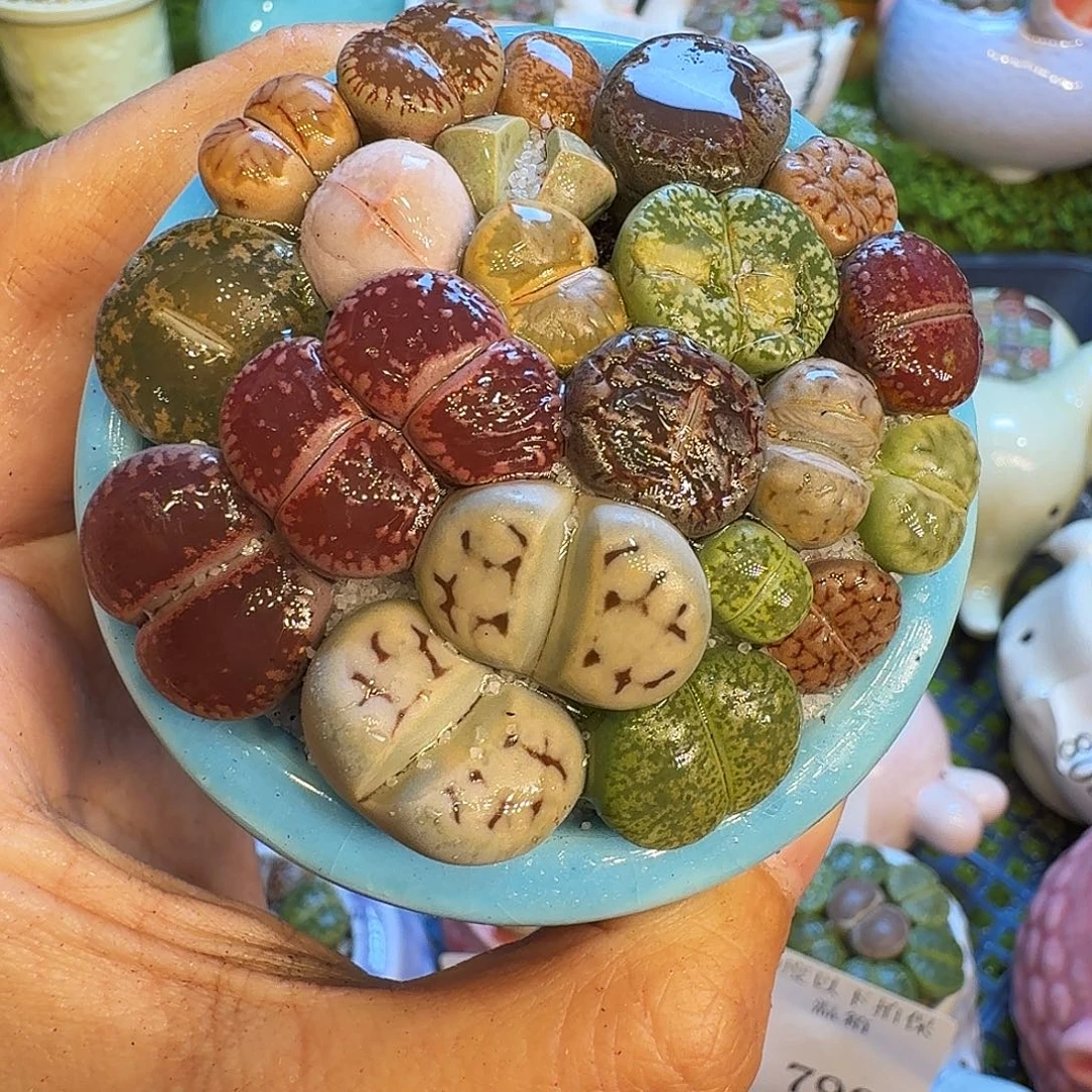 多肉植物开播福利冲835