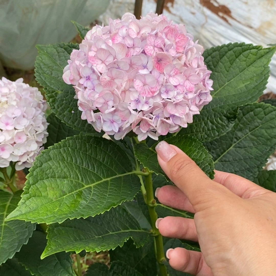 81号绣球/有色差介意勿拍/3单冷链包邮/偏远补运费发德邦