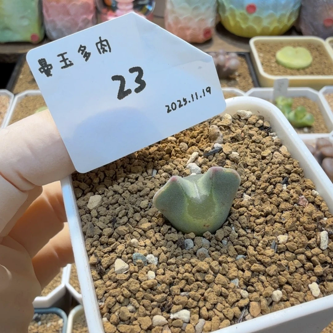 蓝***子多肉多肉多肉11.19-023 空蝉3年（青蛙种源）